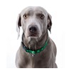 Dog Collar photo thumbnail 2